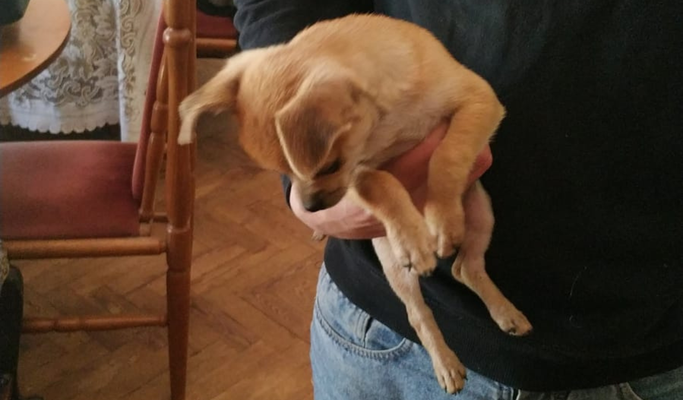 Copia de Copia de Tapa horizontal.png