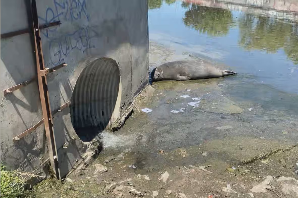 ¿Qué se sabe de la aparición de un elefante marino en La Plata?