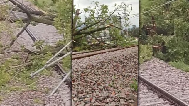 el video del arbol que se cayo sobre las vias e impide la circulacion del tren roca