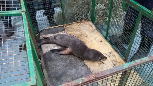 rescataron un lobito marino que aparecio desorientado en el puerto la plata