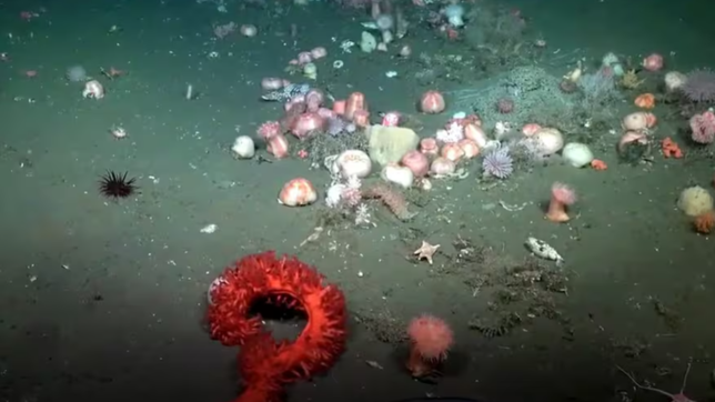 las sorprendentes criaturas  halladas por cientificos de la unlp en el mar argentino