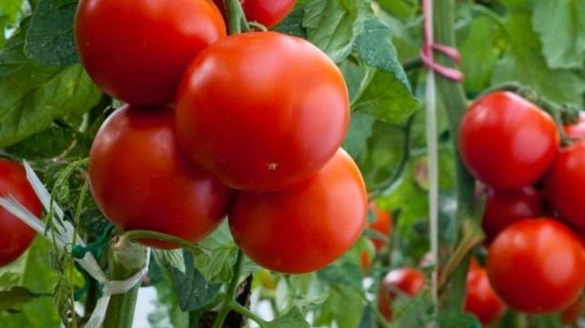 cientificos de la unlp impulsan una cruzada para salvar la semilla del tomate platense
