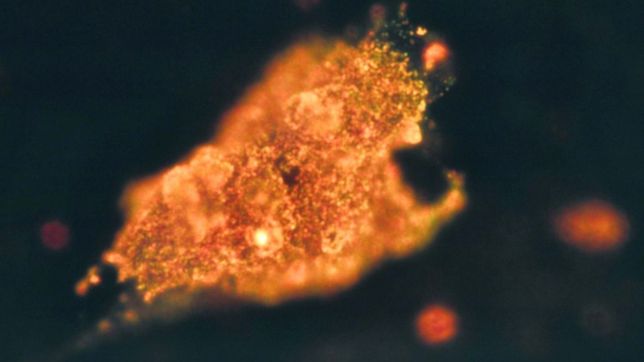 cientificos del conicet y la unlp crearon un caballo de troya para atacar tumores malignos