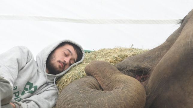 maltrato animal y el recuerdo de pelusa: asi fue el primer ano de la fiscalia de las mascotas