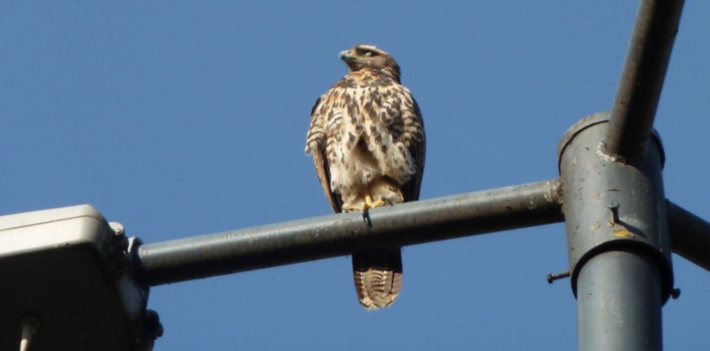 Gavilanes mixtos - La Plata
