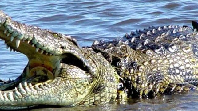 video: un cocodrilo se comio un drone en pleno vuelo y casi muere ahogado