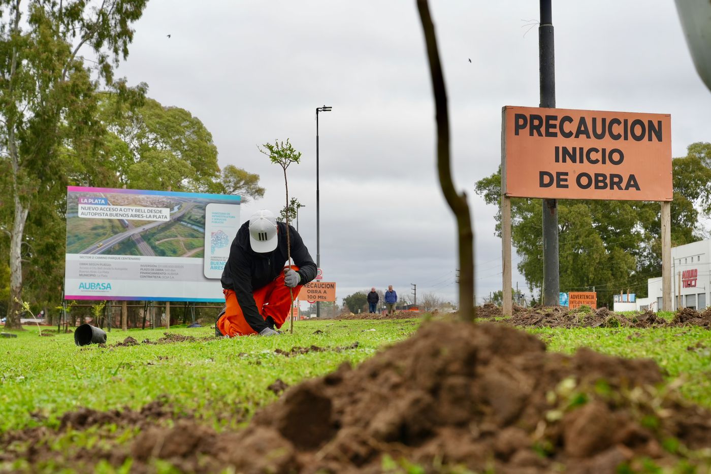 arboles autopista la plata buenos aires (1)