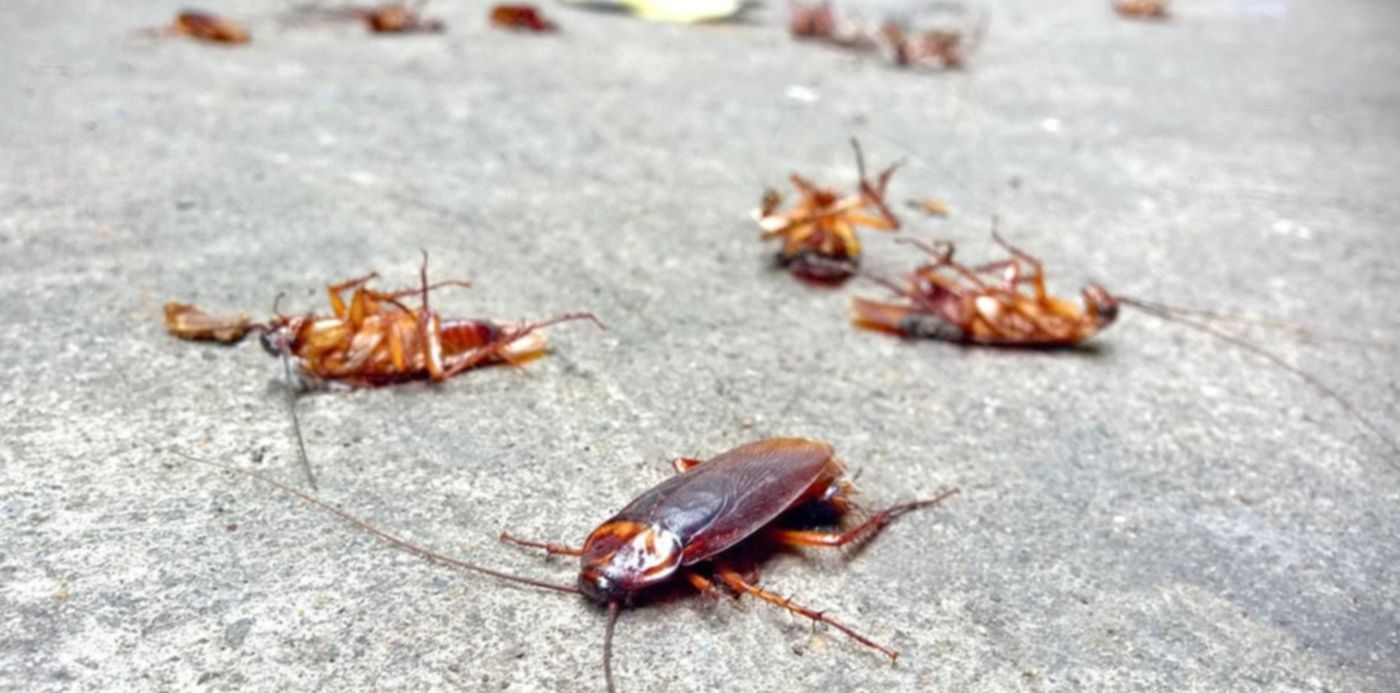 1574895061123.jpg?y=80&scaleX=1&scaleY=1&ow=1200&x= 6&width=1190&height=595&rotate=0&oh=675&&cw=1920&ch=950