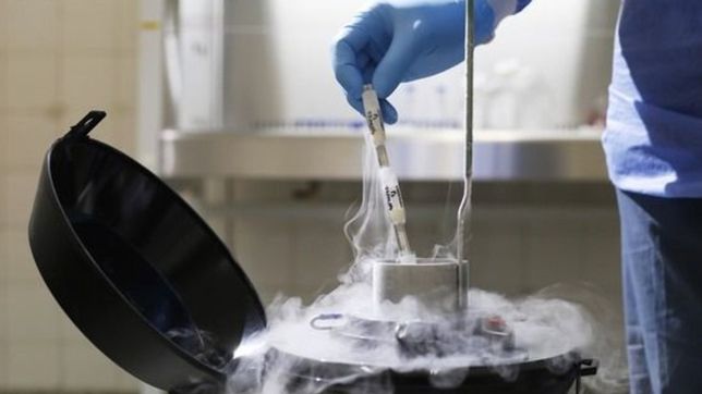 cientificos de la unlp cultivan celulas madre para recuperar huesos en 30 dias