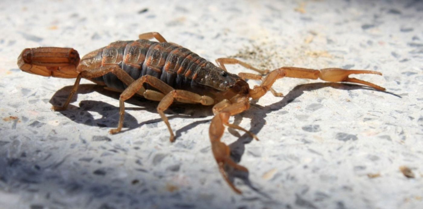 1542311021622.jpg?scaleX=1&ow=1500&oh=873&y=84&height=748&rotate=0&x=2&width=1497&scaleY=1&&cw=1920&ch=950