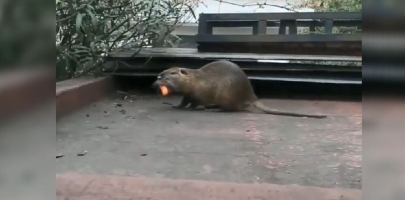 1587646339350.jpg?x=34&y=11&height=625&rotate=0&scaleY=1&ow=1350&width=1250&scaleX=1&oh=650&&cw=1920&ch=950