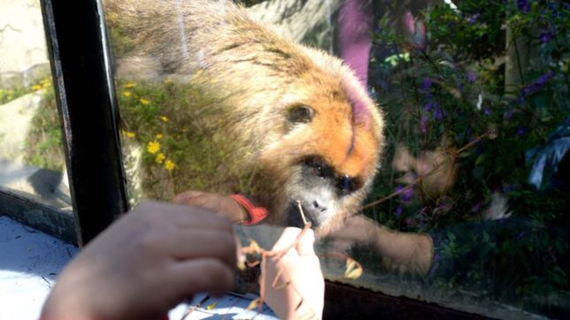 ¿cuales son los animales que aun permanecen en el bioparque y que pasara con ellos?