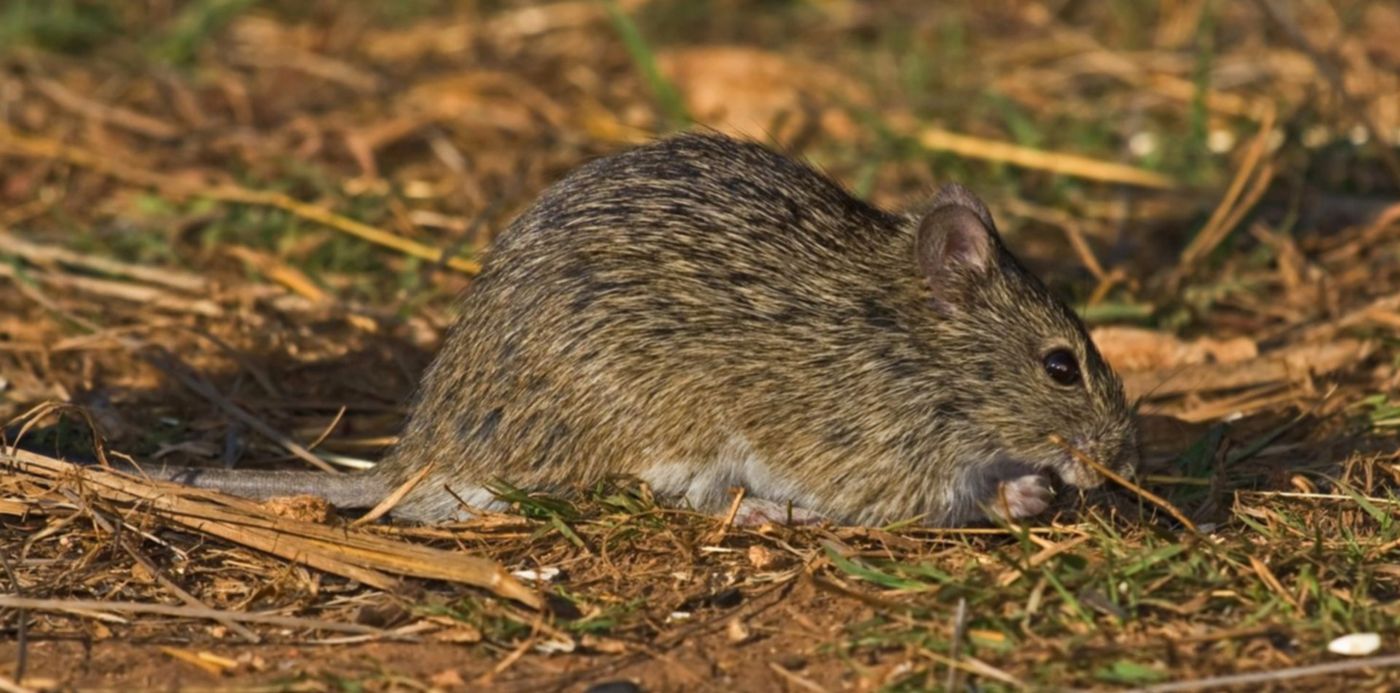 1547422265231.jpg?x=7&y=117&width=1480&rotate=0&height=740&scaleX=1&scaleY=1&ow=1500&oh=1000&&cw=1920&ch=950