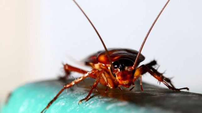video: cientificos de la provincia hacen bailar a una cucaracha al ritmo de ac/dc