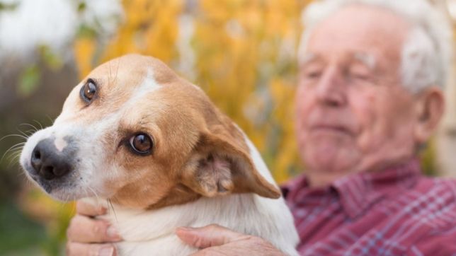 investigadores de la unlp revelaron que sintomas tienen los animales con coronavirus