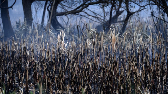 denuncian que el incendio en el parque ecologico fue intencional