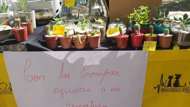 proteccionistas de animales firman un convenio y juntan fondos en ferias de la ciudad