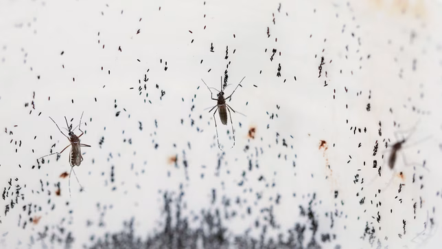 primer brote de dengue en la provincia: intensifican la campana de prevencion en la plata