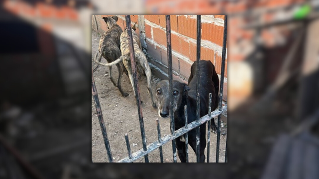 rescataron a cinco galgos desnutridos que su dueno explotaba para cazar en la plata