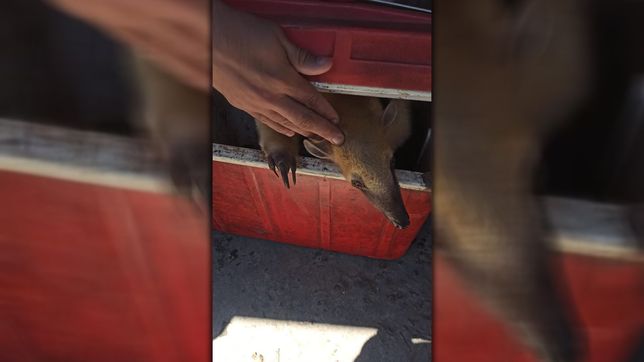 detuvieron a un vecino de punta lara intentando vender un oso hormiguero