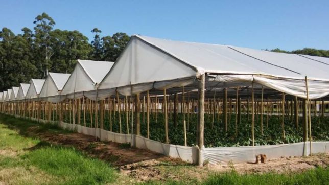 la unlp creo una plataforma para mejorar la produccion de cultivos en invernaderos