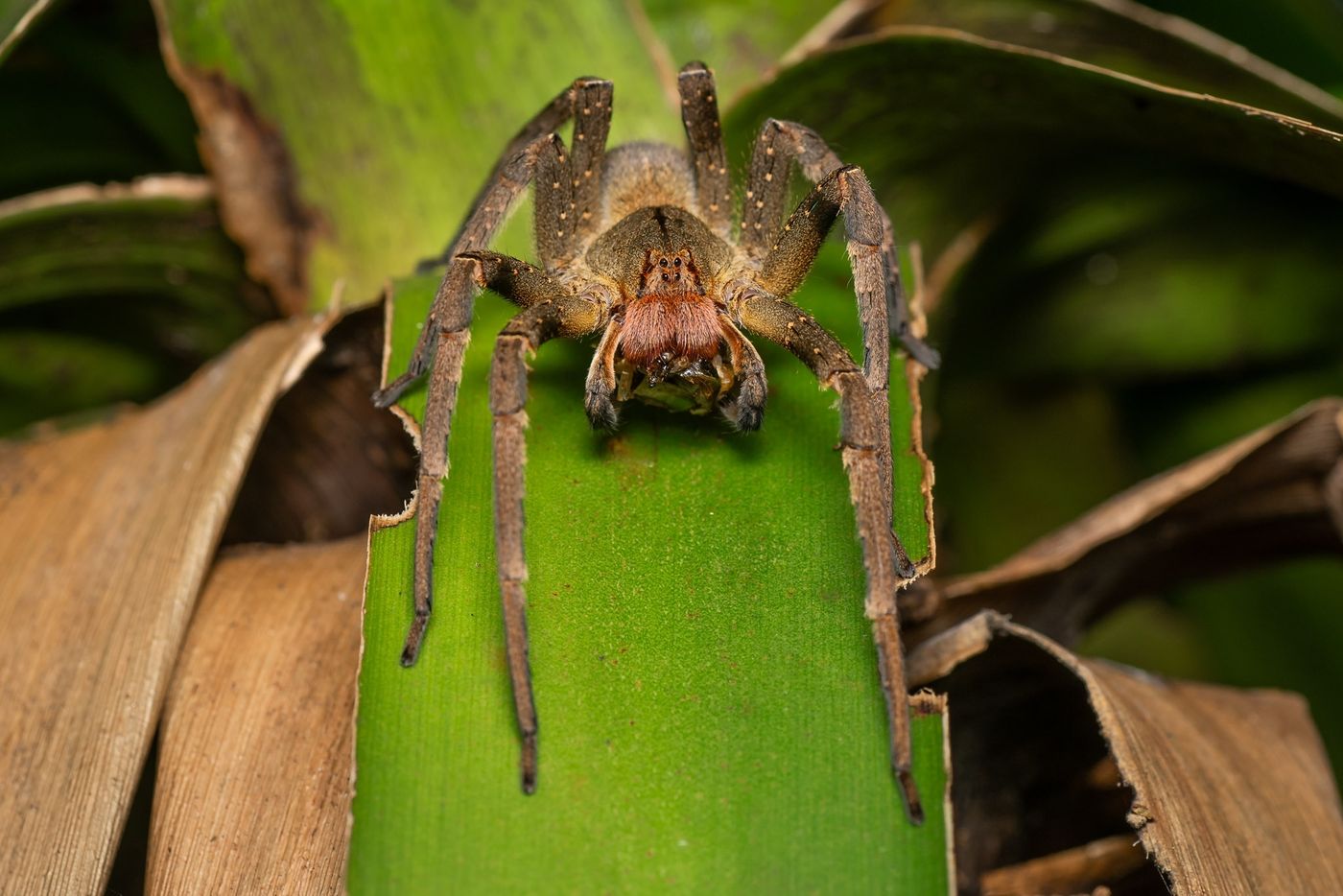 Araña del banano