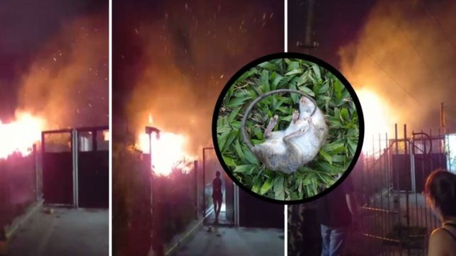 susto en la plata: prendio fuego su terreno para matar ratas y casi provoca una tragedia
