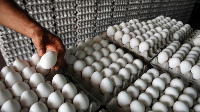 subio el precio de los huevos y en la plata el maple ya se vende hasta un 25% mas caro