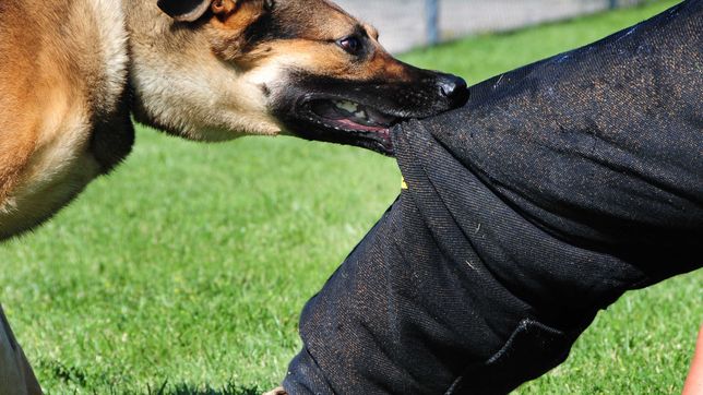 tenia pedido de captura y lo detuvieron: durante el operativo, un perro mordio a un policia
