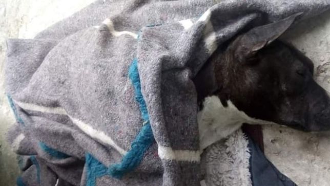 despues de varias horas, rescataron de la calle a una perra atropellada en navidad