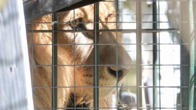 en un santuario y en la nieve, la foto inedita de la vida de mansa y melena en minnesota
