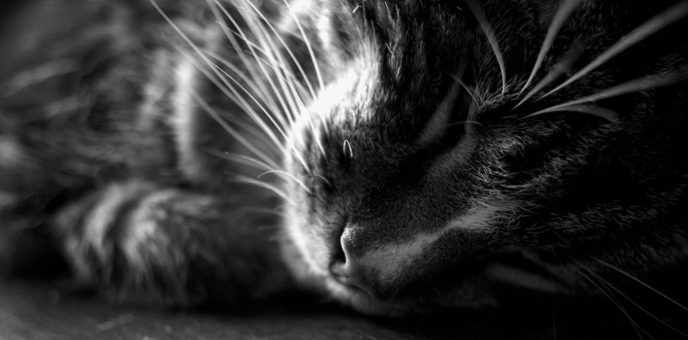 1566605816829.jpg?height=743&scaleX=1&scaleY=1&ow=1500&oh=1000&x=7&y=33&width=1487&rotate=0&&cw=1920&ch=950