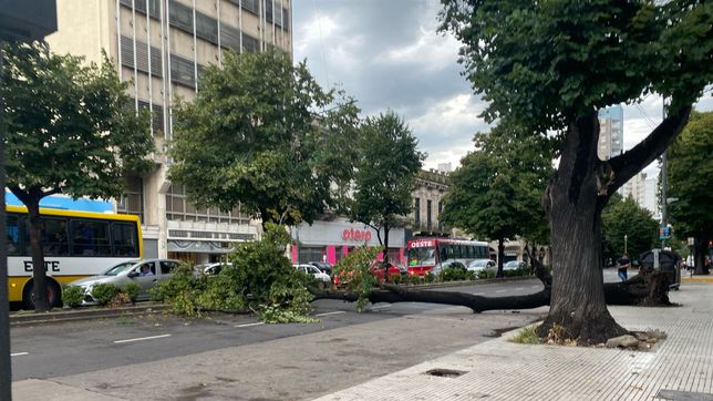 un arbol caido en medio de la tormenta complico el transito en una esquina del microcentro de la plata