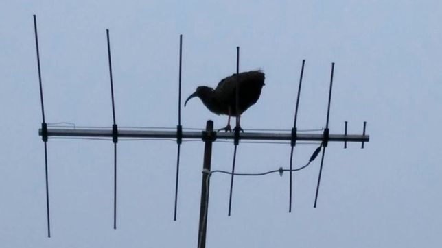 reaparecio la extrana ave de pico largo que sorprendio a los vecinos de la plata