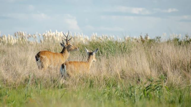 investigadores de la unlp desarrollan robots para monitorear venados en peligro de extincion