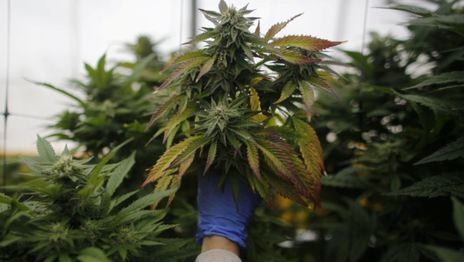 La Provincia creó un consejo asesor para fortalecer las políticas de cannabis medicinal La Provincia creó un consejo asesor para fortalecer las políticas de cannabis medicinal
