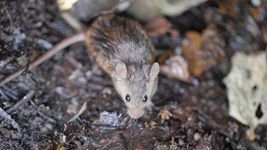 crece la preocupacion en la plata por el hantavirus y exigen datos oficiales de la situacion crece la preocupacion en la plata por el hantavirus y exigen datos oficiales de la situacion