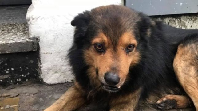 dia nacional del perro: ellos son los caninos mas reconocidos y amados por los platenses