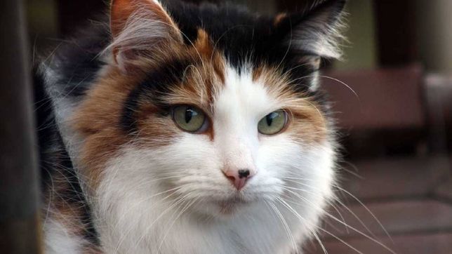 asaltaron a una familia cuando guardaba el auto y les robaron hasta el gato