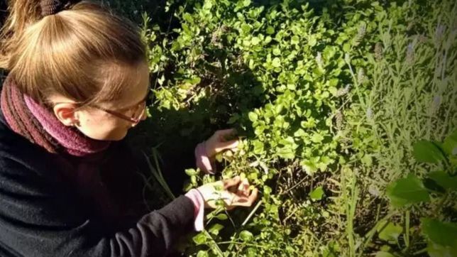 la historia de la joven rusa en la plata que invita a cocinar con plantas silvestres