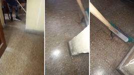 suspendieron las clases en una escuela de la plata por una invasion de ratas