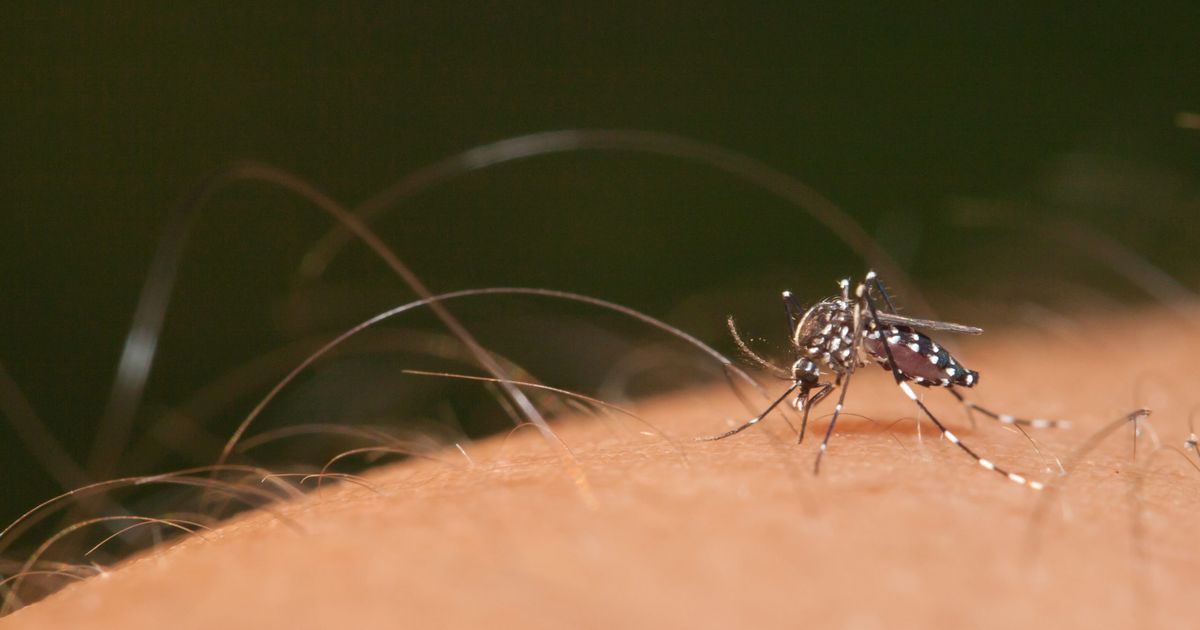 El Abc Del Brote De Dengue Que Afecta A La Plata