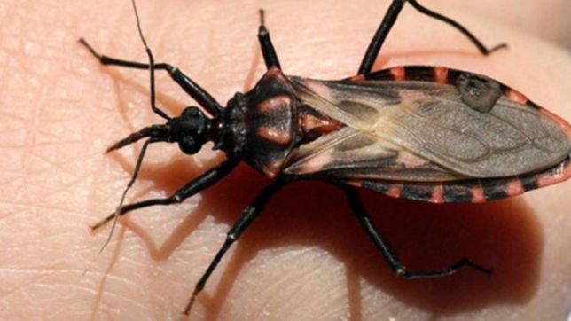 la unlp y un laboratorio japones trabajaran para desarrollar medicamentos contra el chagas