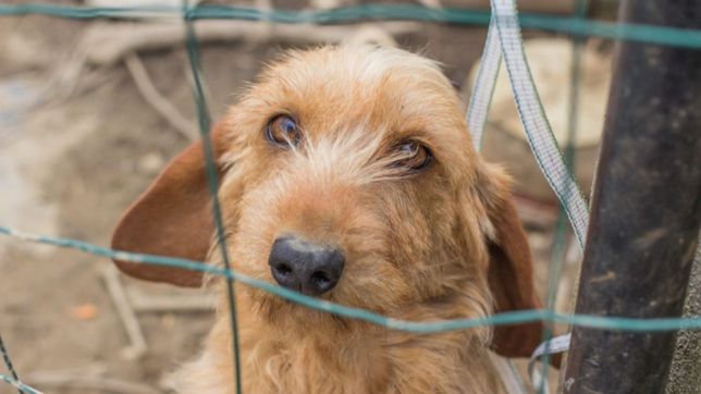 una fiscalia de la plata se especializara en delitos de maltrato animal