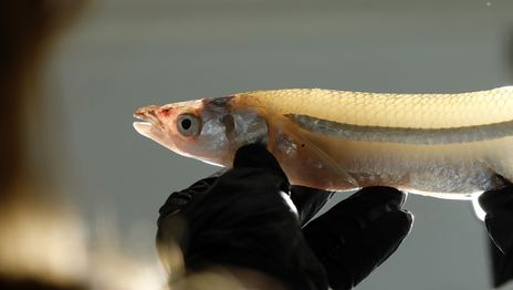 Un estudio de la UNLP y el Conicet sobre el pejerrey sudamericano halló lazos genéticos entre especies que se creían desvinculadas