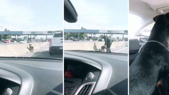 video: manejaba por la autopista, cruzo a un perro perdido y lo rescato entre los autos