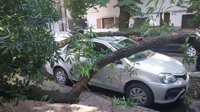 un arbol se desplomo en el centro de la plata y destrozo dos autos estacionados