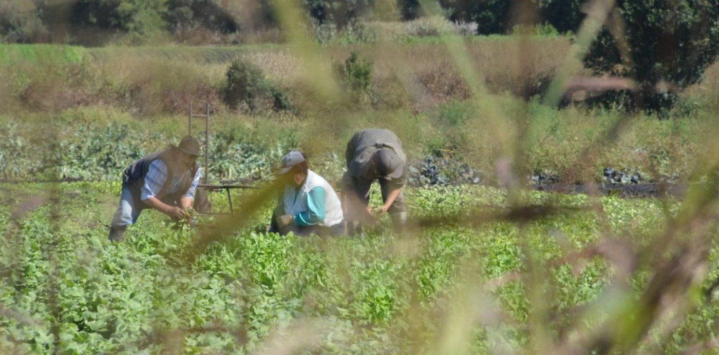 Cordón Frutihortícola