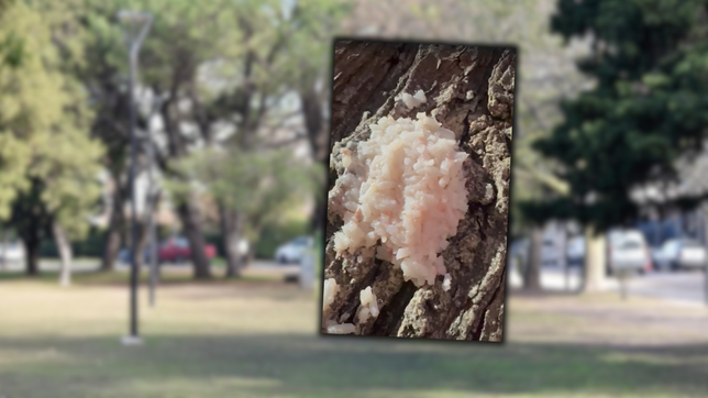 denuncian que envenenan perros con arroz en dos importantes plazas de la plata