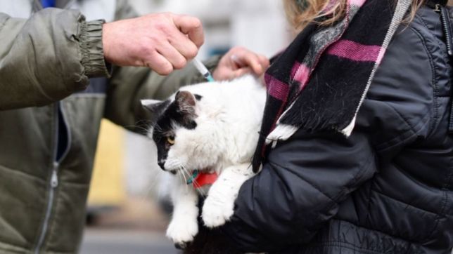 rabia en la plata: ¿a que estar atentos y que hay que hacer en caso de una sospecha?